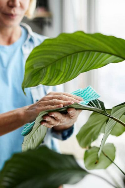 Quelques méthodes simples pour nettoyer vos plantes vertes